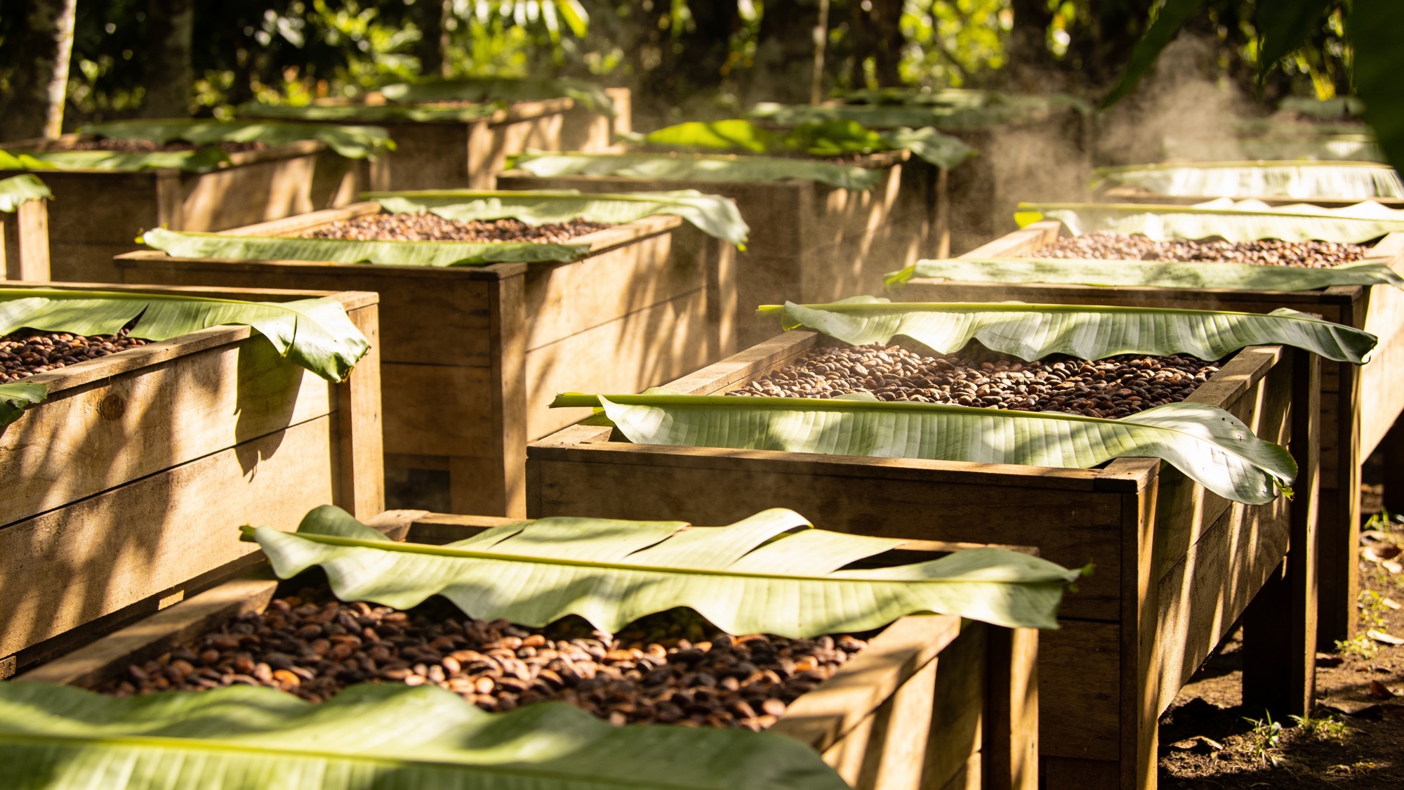 Cacao fermentando bajo hojas de plátano